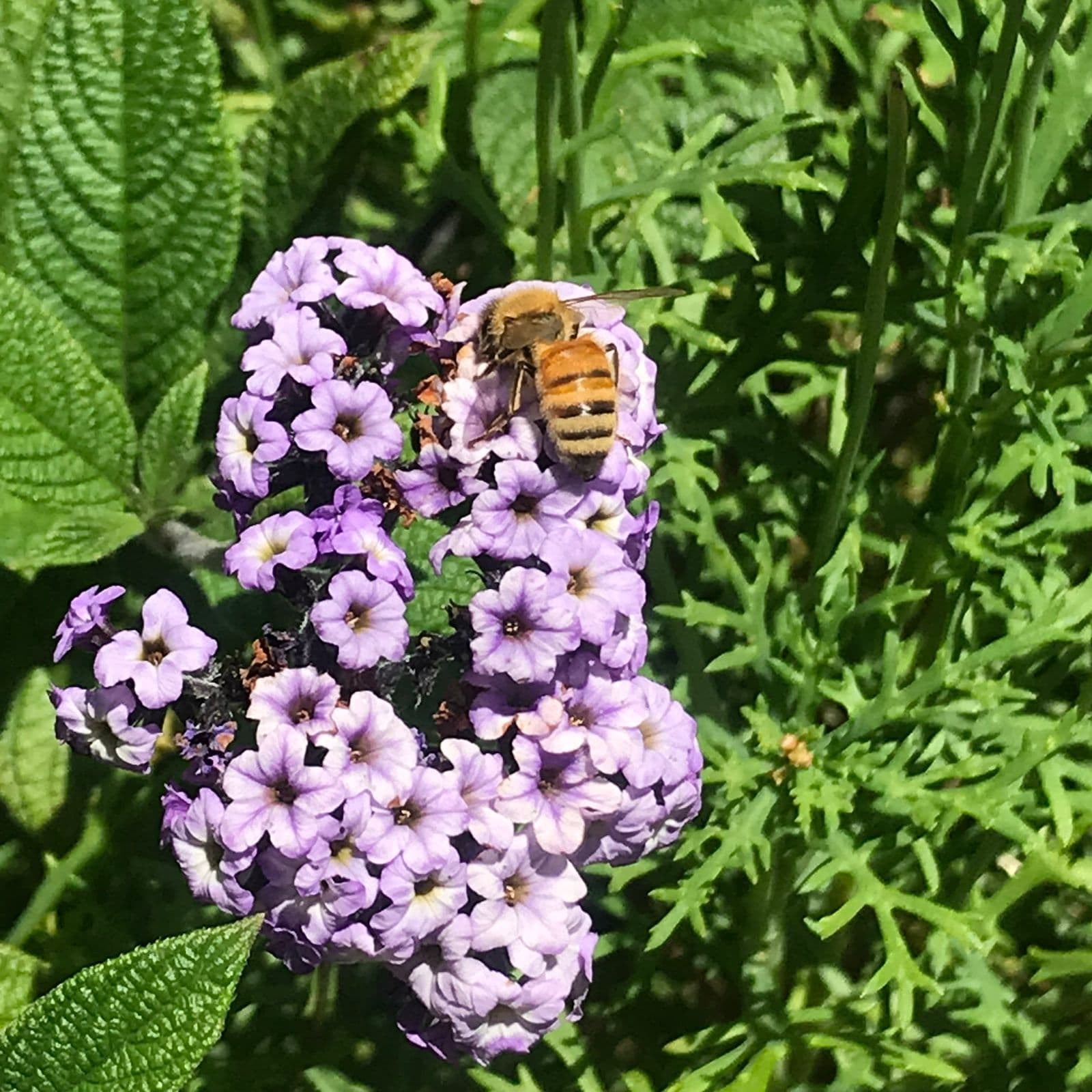 Símbolo da Abelha DouxClass